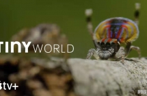 СС Tiny World Ӣİ涯1/2ȫ12ӢĻ1080PƵMKVٶ